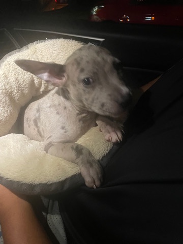 American Pit Bull Terrier – Pretty Female Dog