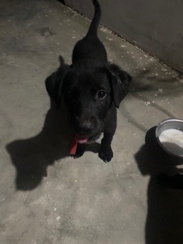 Labrador Retriever – vaccinated labrador puppies