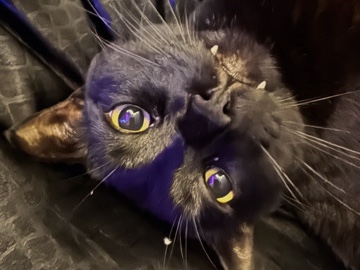 American Shorthair – Friendly and social short hair adult cat ♡︎ – Rancho Cordova