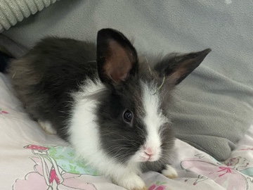 English Lop – 2 male rabbits – Northampton