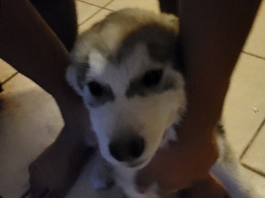 Siberian Husky – huskie puppies for sale 2 girls