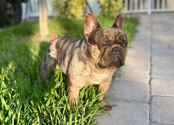 French Bulldog – Chocolate Merle