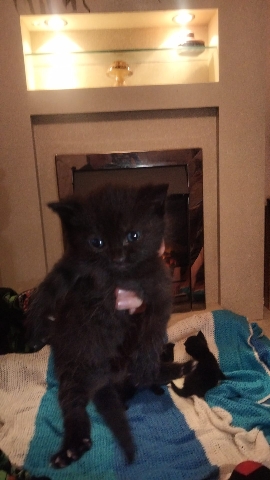 4 dazzling kittens