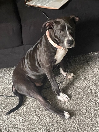 American Pit Bull Terrier – My Boy Pluto!