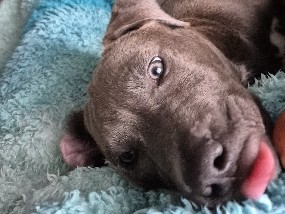 Mixed Breed – Labrabull – Allenhurst