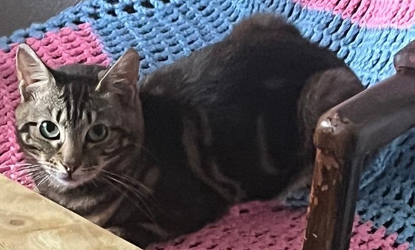 Bengal – Bengal- marble boy 1 year