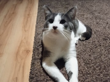 All - lieber Grau Weißer Kater  available for adoption in Hamburg