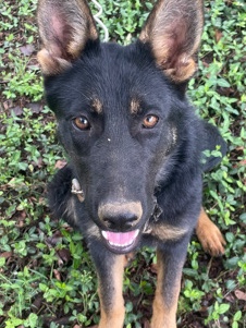 German Shepherd – 6 month girl German shepherds need home