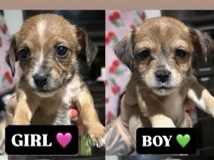 yorkie terrier / Chihuahua 