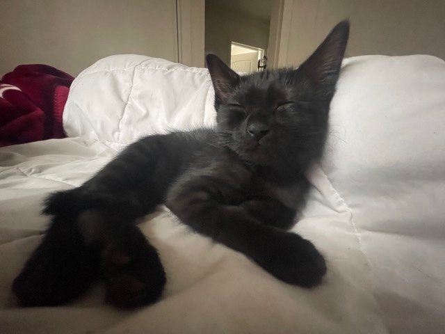 Bombay – Kitten