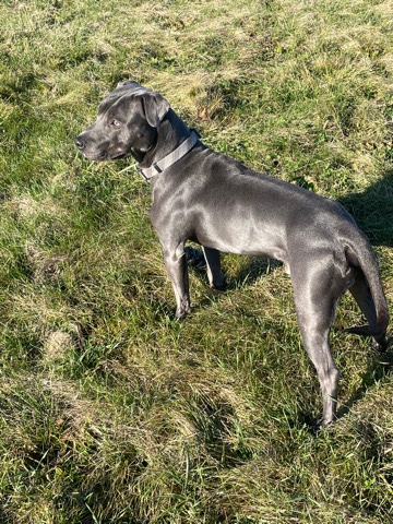 American Pit Bull Terrier – Free No Charge Rehome My Dog