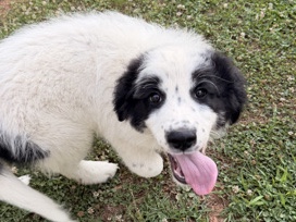 Mixed Breed – PYREDOODLE REHOME – Rutherford College