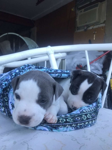 American Staffordshire Terrier – Pitbull puppies