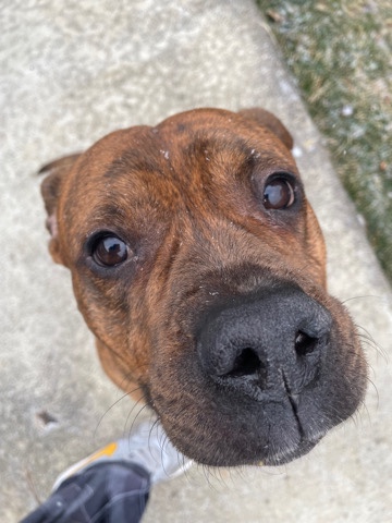 Staffordshire Bull Terrier – staffy dog -myles