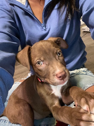 Mixed Pit Bull