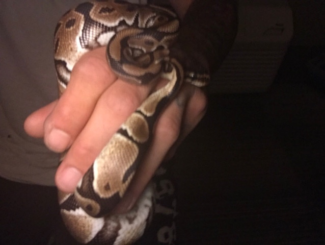Any – ball python