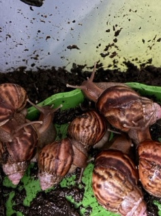 Others - baby african land snails  available for adoption in Torquay