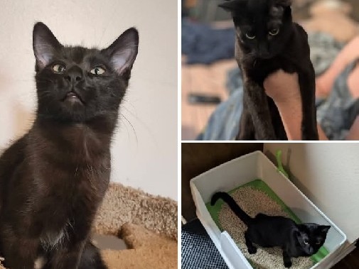 Judd needs a new home :(