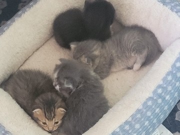 American Shorthair - Kittens available for adoption in Fort Wayne