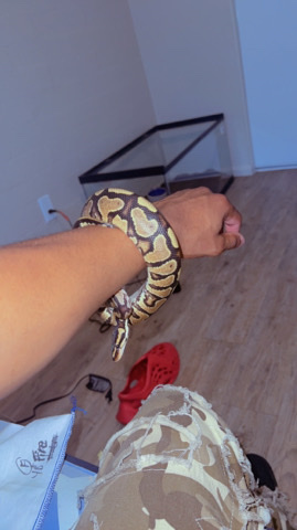 female ball python /Phoenix Az