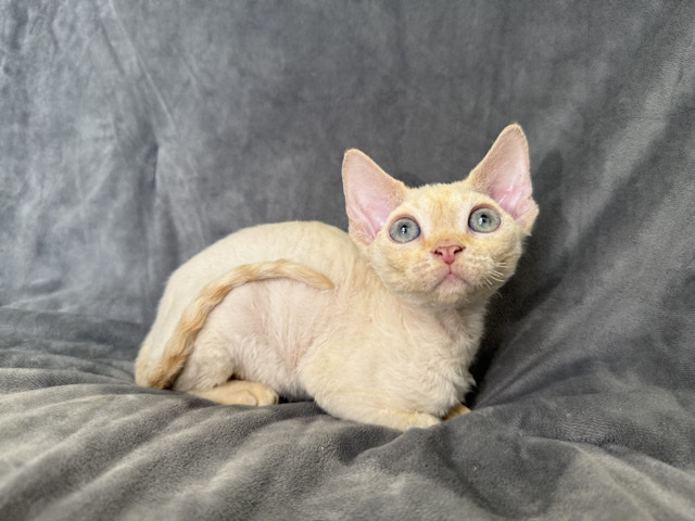 Allie Red Point Devon Rex Girl