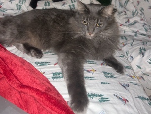 Adopt Others beautiful sweet and gentle cat  in Tucson