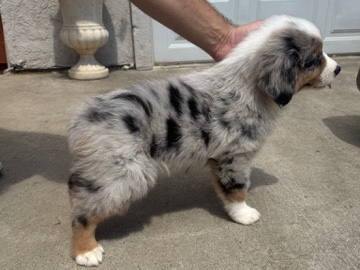 Australian shepherd 