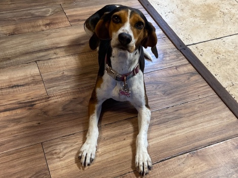  Beagle . She is five years old