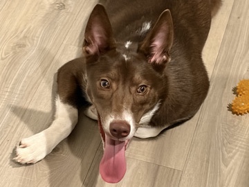 Mixed Breed – Kota: Looking for a Loving Home – Atlanta