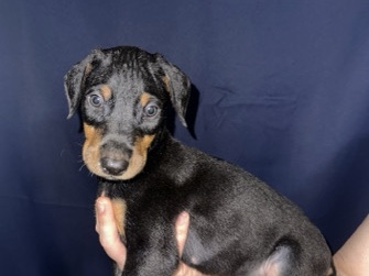 Doberman Pinscher – Doberman Puppies – Ennis