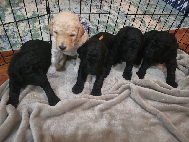 Poodle – akc standard poodle puppies