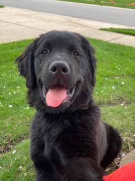 Newfoundland – Vinny! Golden/Newf