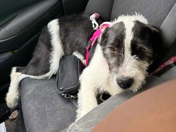 Rehousing Ruby – Colonial Heights