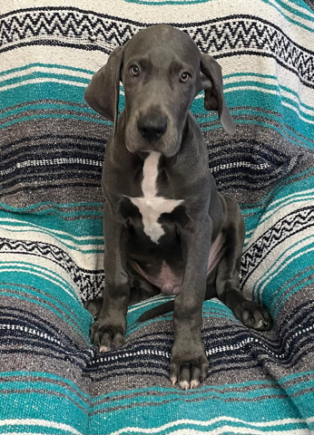 Great Dane – AKC Blue Great Dane Male