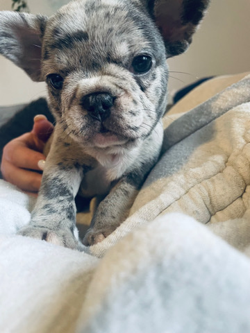 French Bulldog – lilac merl French bulldog female beautiful