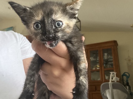 Russian White, Black and Tabby – kittens – Port Saint Lucie