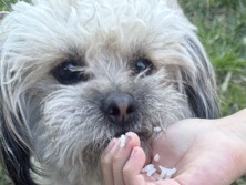 Maltese - maltipoo available for adoption in Los Angeles