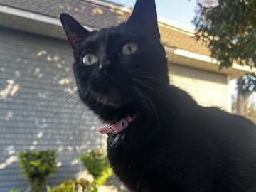 free black loving cat