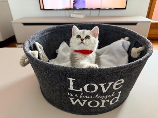 British Shorthair – Britisch Kurzhaar Babykitten sucht ein zu Hause – Sins