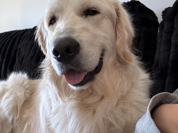 Golden Retriever – Rehoming male golden retriever – Jerome