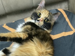 All - قطه للبيع available for adoption in الرياض