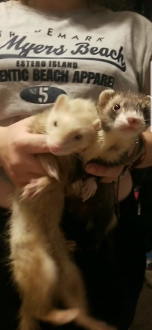 ferret – 2 Ferrets 1 Male 1 Female