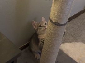American Shorthair – Affectionate, people-oriented kitten looking for a loving indoor home 🐾 – 게인즈빌