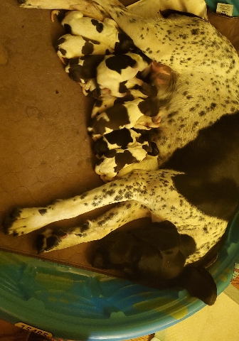 German Shorthaired Pointer – gsp puppies