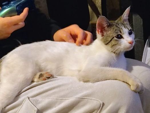 Aegean – Beautiful 1.5-Year-Old Aegean Cat Available in Dallas – Dallas