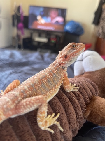 lizard – 5 month old hypo translucent bearded dragon