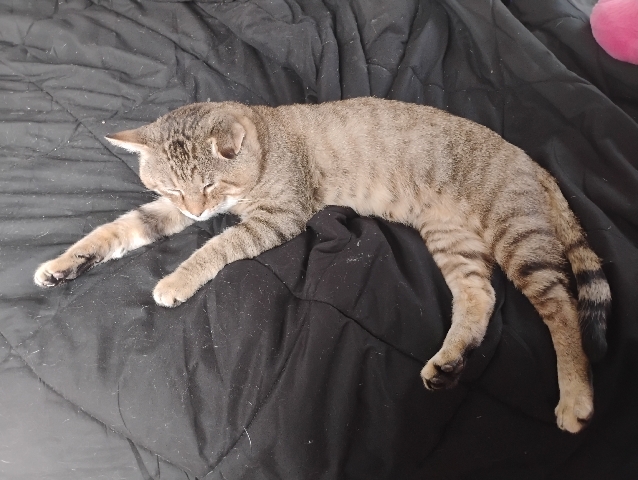Ebby the cat – Ardmore