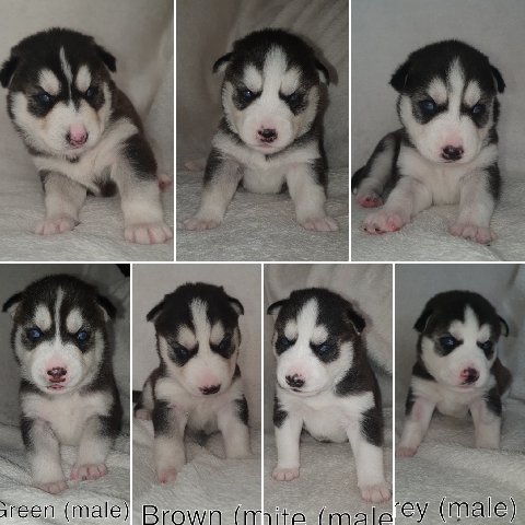 Siberian Husky – 5 husky puppies