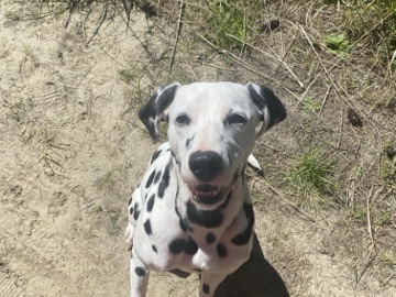 Dalmatian – Dalmatian – Brooksville