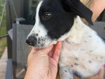 Australian Shepherd – Australian Shepherd/German shorthair pointer puppies – Magnolia